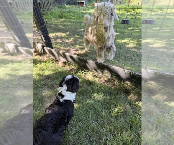 Medium Photo #3 Aussiedoodle Puppy For Sale in SWANNANOA, NC, USA