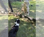 Small Photo #3 Aussiedoodle Puppy For Sale in SWANNANOA, NC, USA