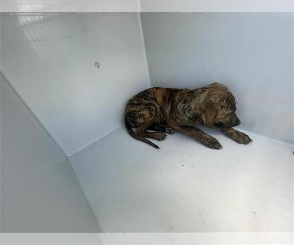 Medium Photo #1 Mutt Puppy For Sale in Houston, TX, USA