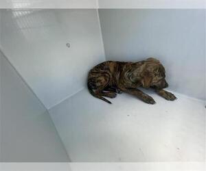 Mutt Dogs for adoption in Houston, TX, USA