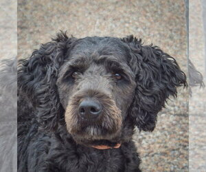 Mutt Dogs for adoption in Huntley, IL, USA