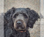 Sage - Female Mutt Dog for Adoption - Small photo