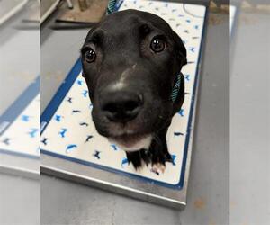 Mutt Dogs for adoption in Peoria, IL, USA