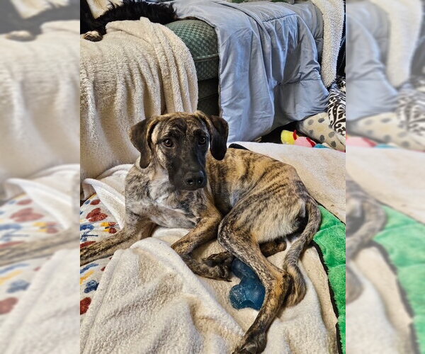 Medium Photo #3 Greyhound-Saluki Mix Puppy For Sale in Agoura Hills, CA, USA