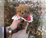 Small Photo #5 Poodle (Toy) Puppy For Sale in PORTLAND, OR, USA