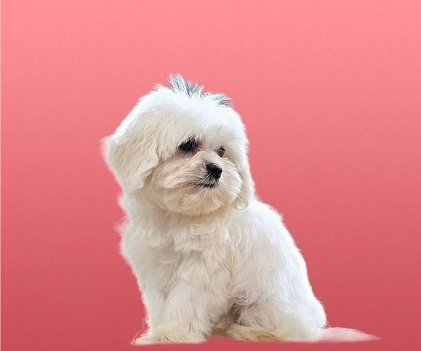 Medium Photo #21 Maltese-Zuchon Mix Puppy For Sale in SAN DIEGO, CA, USA
