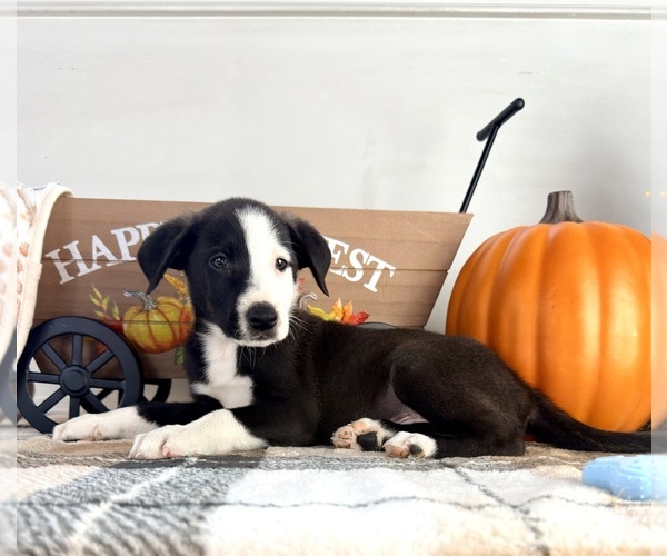 Medium Photo #1 Border Collie Puppy For Sale in GREENFIELD, IN, USA