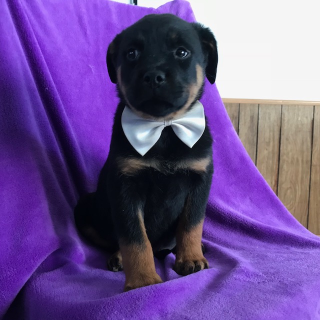 Medium Photo #1 Rottweiler Puppy For Sale in QUARRYVILLE, PA, USA