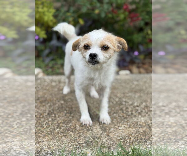 Medium Photo #3 Mutt Puppy For Sale in PIPE CREEK, TX, USA