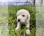 Puppy Briar Great Pyrenees