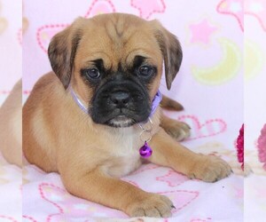 Puggle Puppy for sale in CHARLOTT HALL, MD, USA