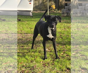 Mutt Dogs for adoption in Jackson, MS, USA