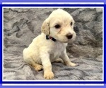 Small Photo #39 Goldendoodle Puppy For Sale in BATON ROUGE, LA, USA