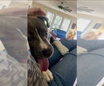 Small #3 American Staffordshire Terrier Mix