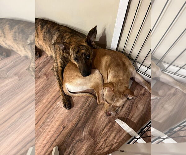 Medium Photo #6 American Pit Bull Terrier-German Shepherd Dog Mix Puppy For Sale in Germantown, OH, USA