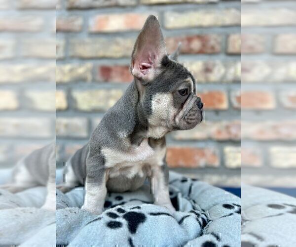 Medium Photo #12 French Bulldog Puppy For Sale in ERIAL, NJ, USA