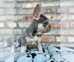 Small #11 French Bulldog