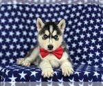 Small Photo #6 Siberian Husky Puppy For Sale in QUARRYVILLE, PA, USA