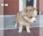 Small Photo #2 Siberian Husky Puppy For Sale in CROSSVILLE, AL, USA