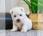 Small #3 West Highland White Terrier