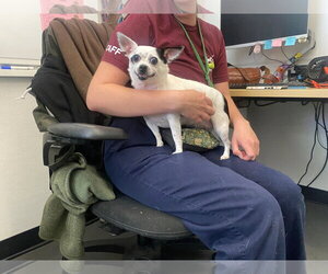 Biscuit - Female Chihuahua-Unknown Mix Dog for Adoption - Photo #5
