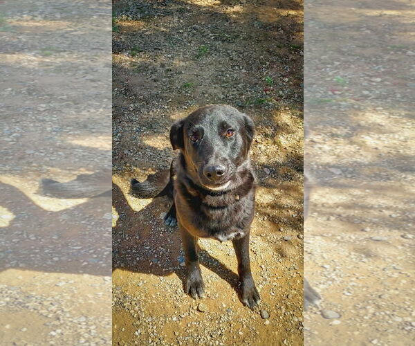 Medium Photo #3 Labrador Retriever-Unknown Mix Puppy For Sale in San Diego, CA, USA