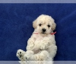Small Photo #37 Poodle (Toy) Puppy For Sale in SAFFORD, AZ, USA