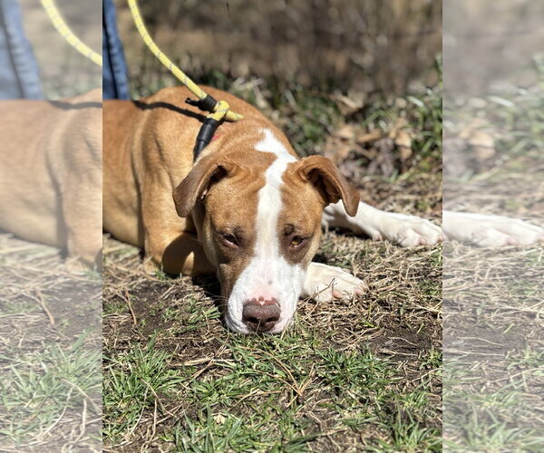 Medium Photo #2 American Bulldog-Unknown Mix Puppy For Sale in Manahawkin, NJ, USA