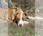 Small #1 American Bulldog Mix