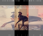 Small Photo #1 Doberman Pinscher Puppy For Sale in CHINO, CA, USA