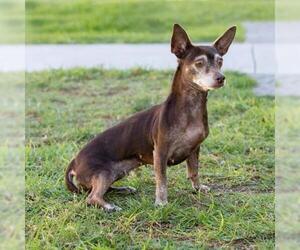 Chihuahua Dogs for adoption in Camarillo, CA, USA