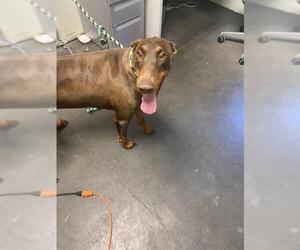 Doberman Pinscher Dogs for adoption in Santa Cruz, CA, USA