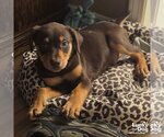 Small #1 Doberman Pinscher Mix