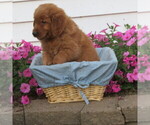 Small Photo #29 English Cream Golden Retriever Puppy For Sale in ATHENS, WI, USA