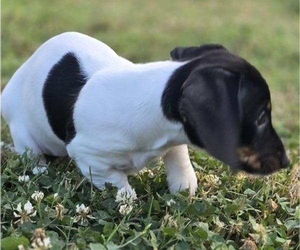 Medium Photo #7 Dachshund Puppy For Sale in CHOCTAW, OK, USA