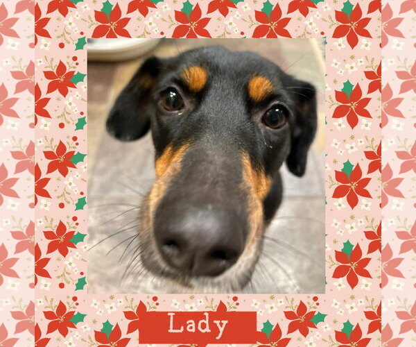 Medium Photo #4 Australian Kelpie-Coonhound Mix Puppy For Sale in Littleton, CO, USA