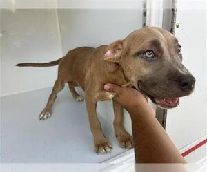 Staffordshire Bull Terrier-Unknown Mix Dogs for adoption in Houston, TX, USA