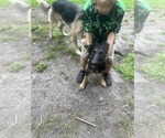 Small #1 German Shepherd Dog