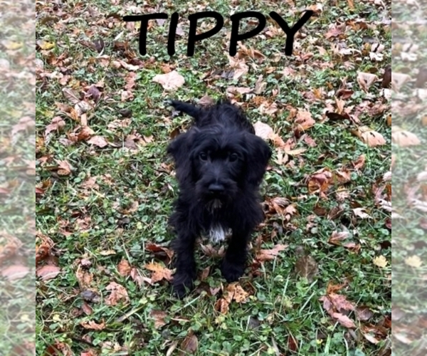 Medium Photo #2 Schnoodle (Miniature) Puppy For Sale in HARTLAND, MN, USA