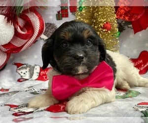 Cavapoo Puppy for sale in LANCASTER, PA, USA