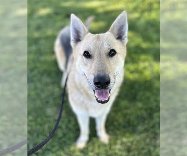 Medium Photo #12 German Shepherd Dog Puppy For Sale in Evansville, IN, USA
