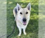 Small #11 German Shepherd Dog