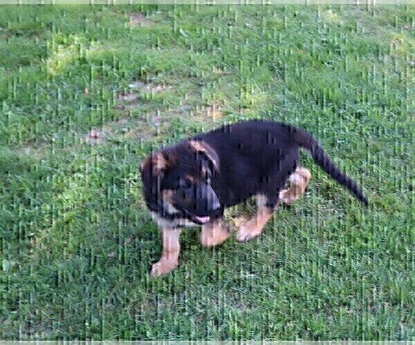 Medium Photo #1 German Shepherd Dog Puppy For Sale in BRIDGEWATER, NH, USA