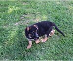 Small Photo #1 German Shepherd Dog Puppy For Sale in BRIDGEWATER, NH, USA