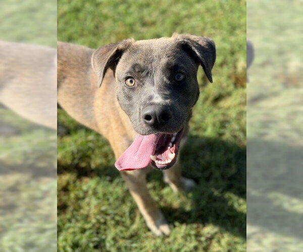 Medium Photo #4 Black Mouth Cur-Labrador Retriever Mix Puppy For Sale in Canton, CT, USA