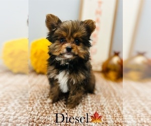 Yoranian Puppy for sale in MURFREESBORO, TN, USA