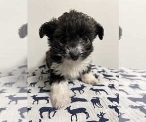Aussiedoodle Miniature Puppy for sale in SHILOH, OH, USA