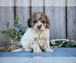 Puppy Fluffy Poodle (Miniature)-Portuguese Water Dog Mix