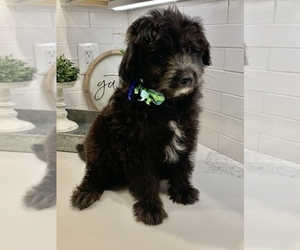 Pomeranian-Poodle (Toy) Mix Puppy for sale in BALTIMORE, MD, USA
