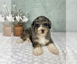 Small #5 Bernedoodle (Miniature)